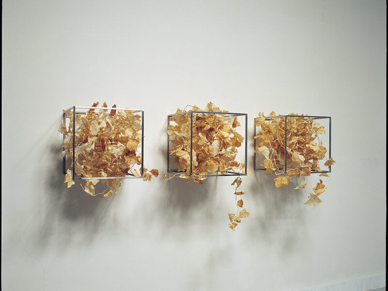 Square of Leaves1